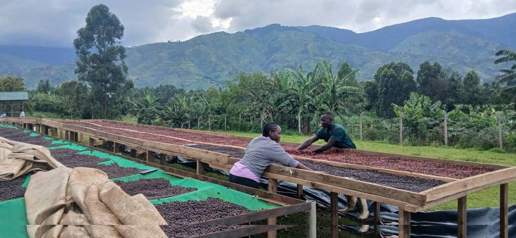 Natural Sun Dried Specialty Coffee